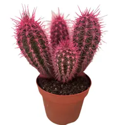 Pink Cactus